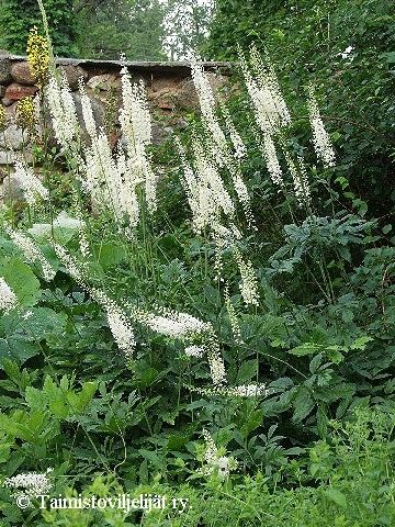 Actaea racemosa, thkkimikki